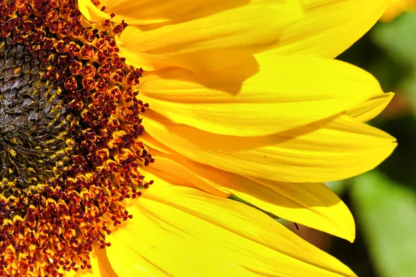 Girasole — Foto Stock