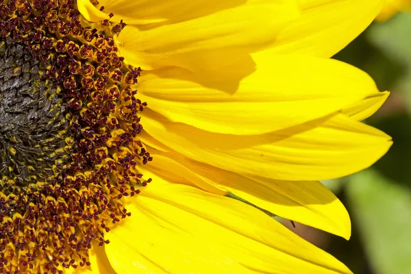 Girasole — Foto Stock