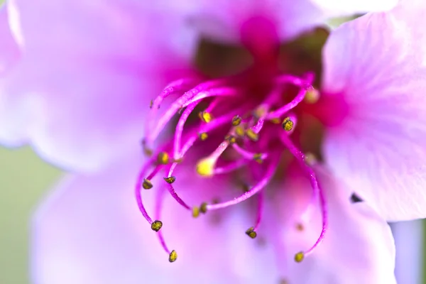 Flor — Foto de Stock