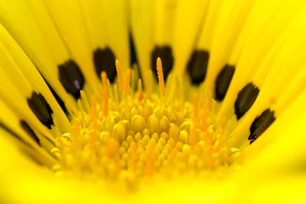 Flower — Stock Photo, Image