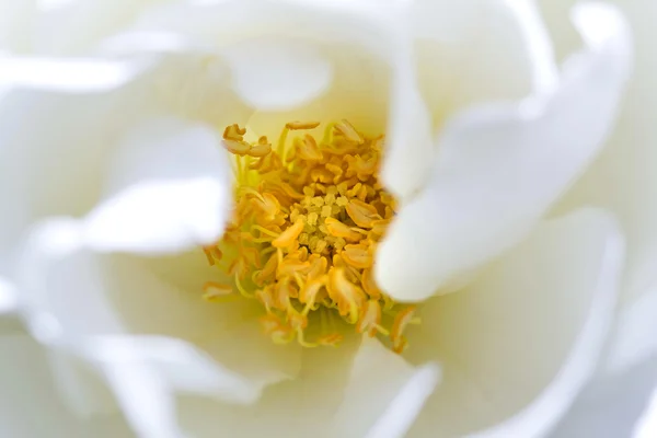 Flower — Stock Photo, Image