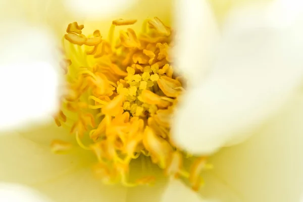 Blomma — Stockfoto