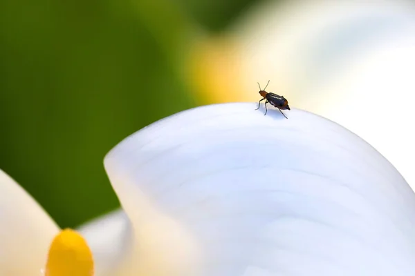 Calla — Foto Stock