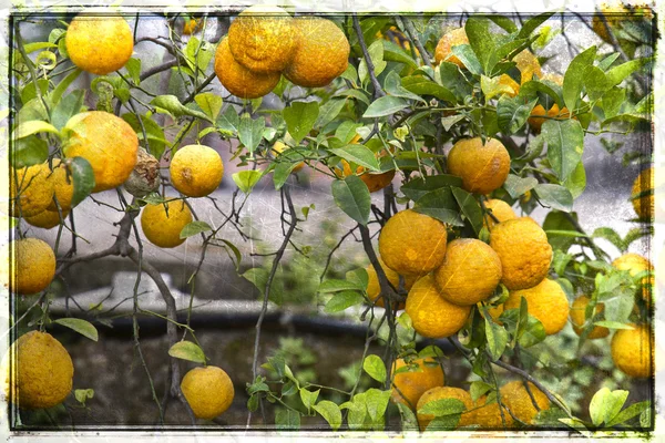 Limon ağacı — Stok fotoğraf