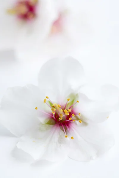 アーモンドの花 — ストック写真