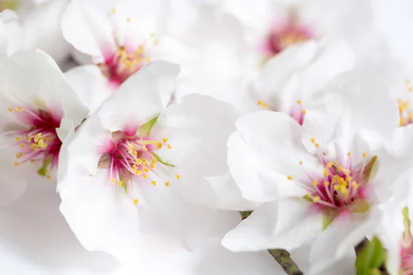 アーモンドの花 — ストック写真