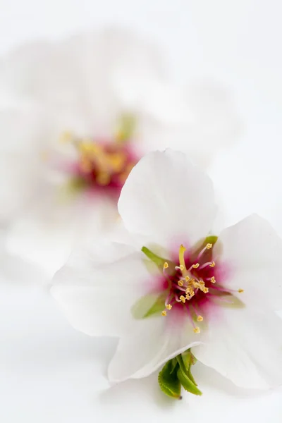 Мигдаль цвіте — стокове фото