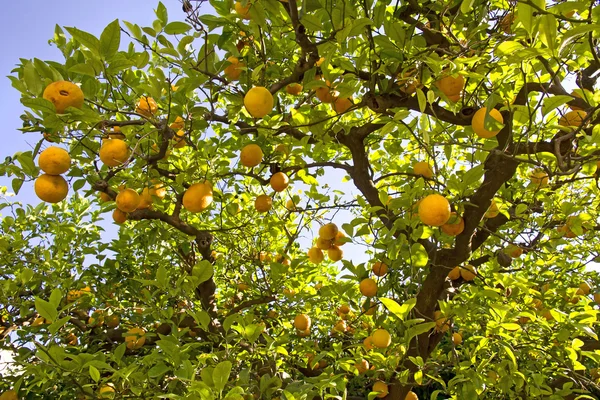 Лимонний дерево Стокова Картинка