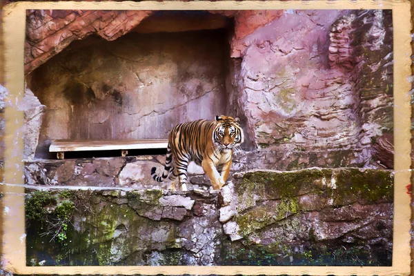 Tijger — Stockfoto