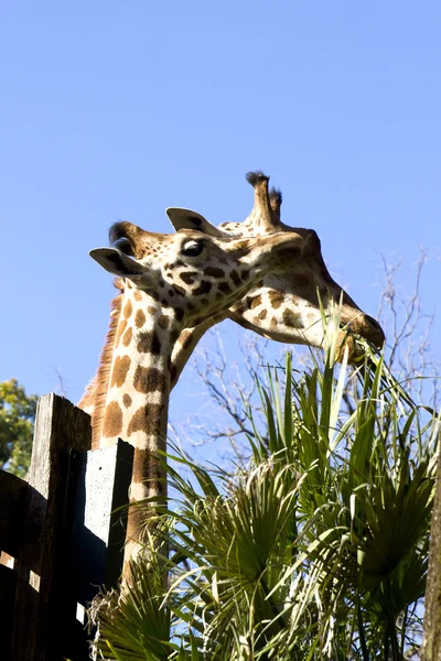 Giraffe — Stock Photo, Image