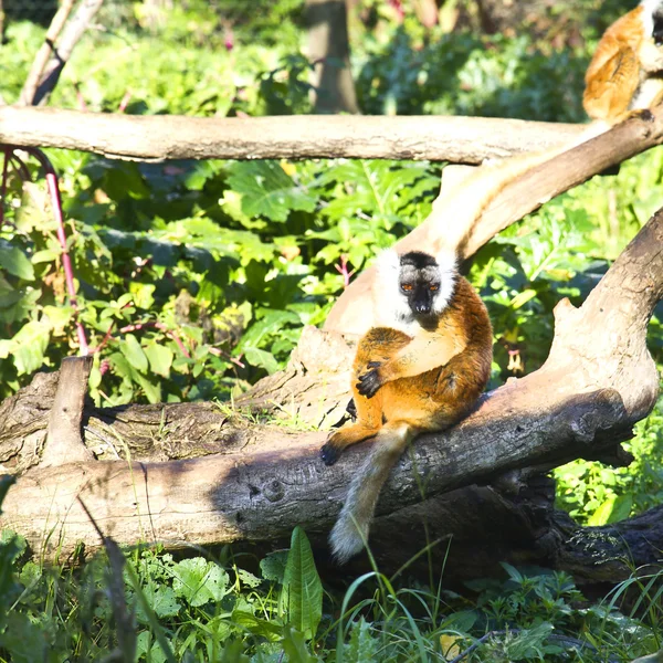 Lemur — Stock Photo, Image