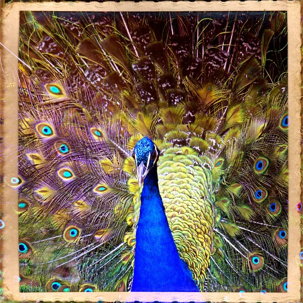 Peacock — Stock Photo, Image