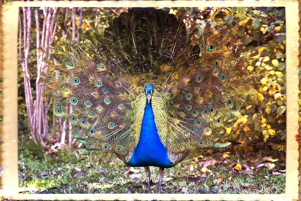 Peacock — Stock Photo, Image