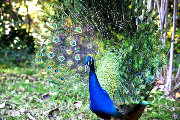 Peacock — Stock Photo, Image