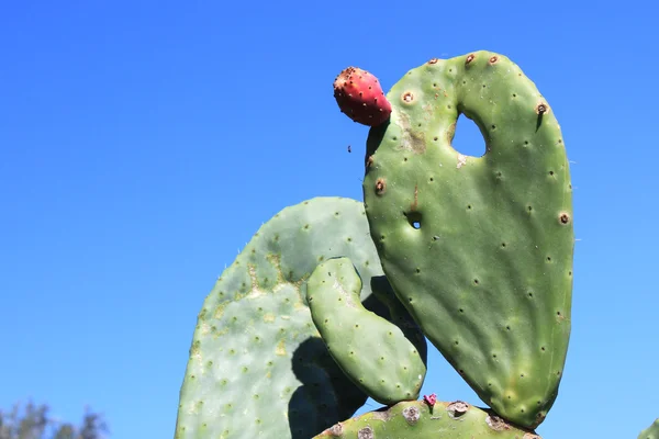 Cactus — Stockfoto