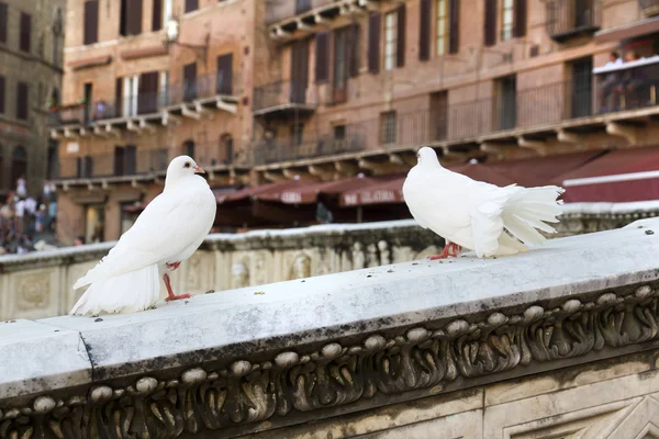 Siena. — Fotografia de Stock