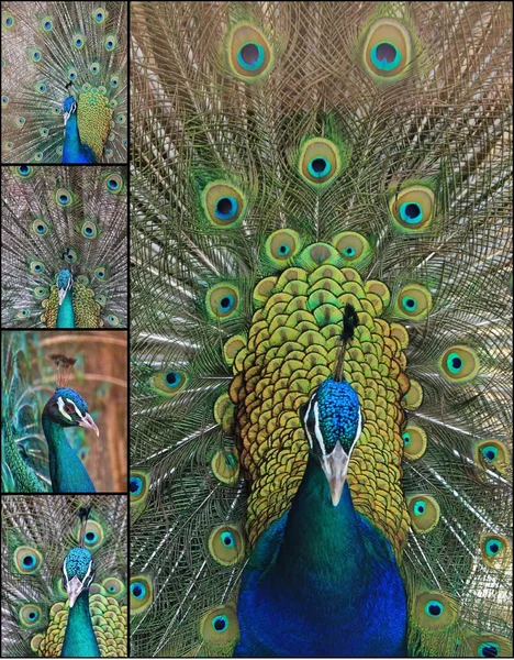 Peacock — Stock Photo, Image