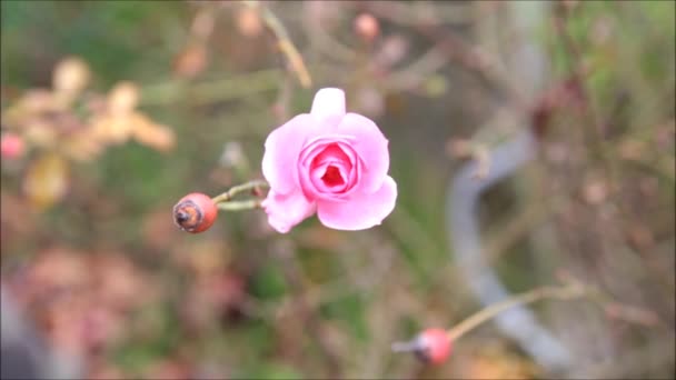 Rose i vinden – Stock-video