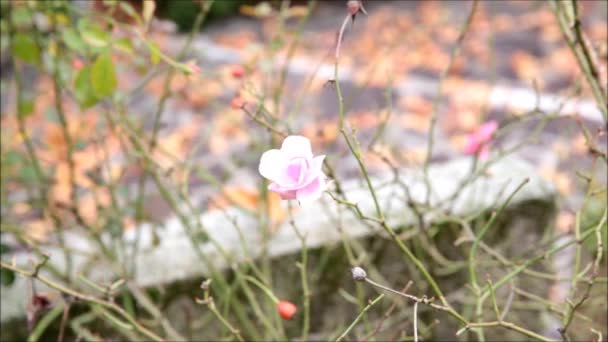 Rosa en el viento — Vídeos de Stock