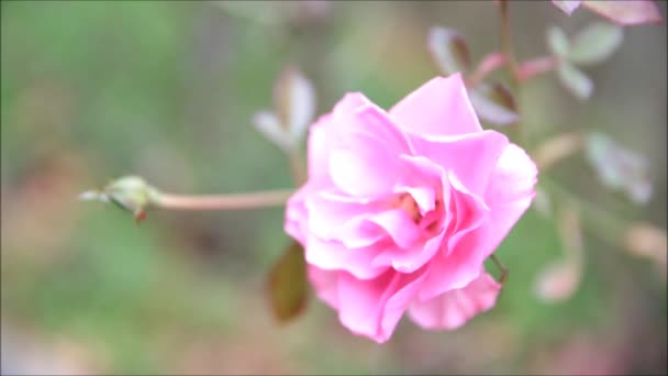 Τριαντάφυλλο στον άνεμο — Αρχείο Βίντεο