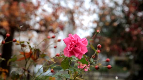 Rosa en el viento — Vídeos de Stock