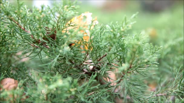 Green pine — Stock Video