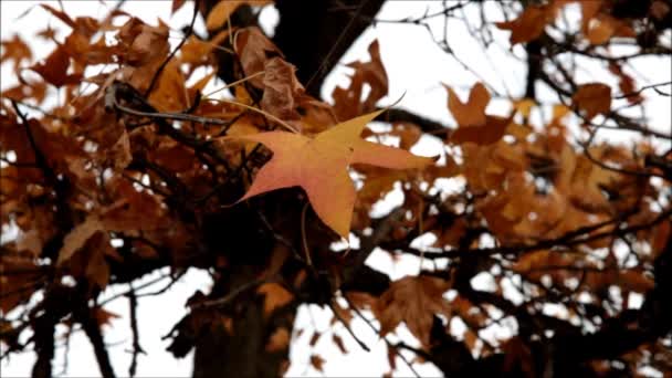 秋天的叶子 — 图库视频影像