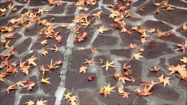 Fogliame autunnale — Video Stock