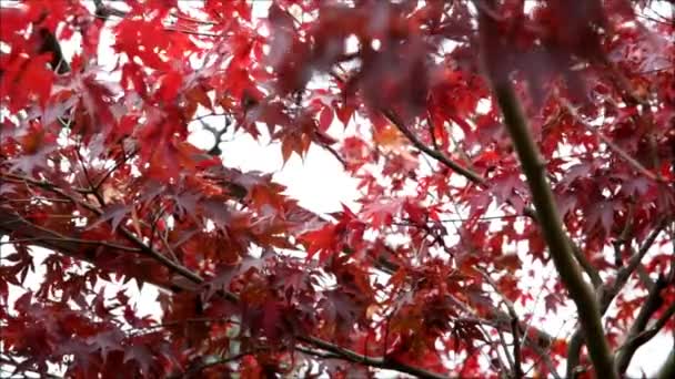 Red maple — Stock Video