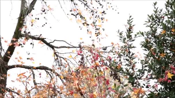 Autumn Foliage — Stock Video