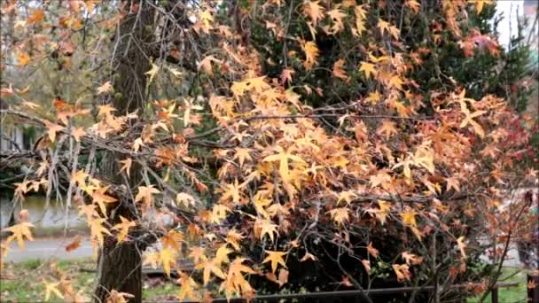 feuillage d'automne