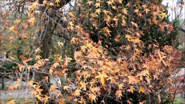 Fogliame autunnale — Video Stock