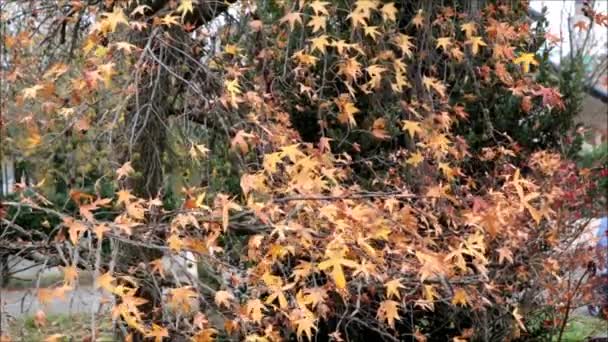 Follaje de otoño — Vídeos de Stock