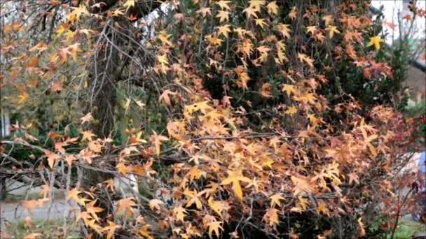 feuillage d'automne