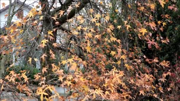 Autumn Foliage — Stock Video