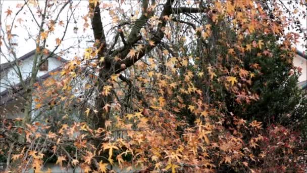 단풍 잎 — 비디오