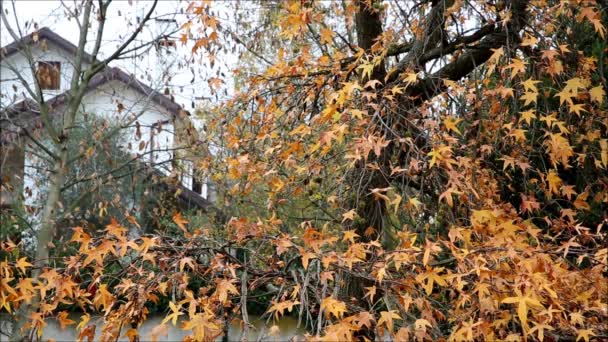feuillage d'automne