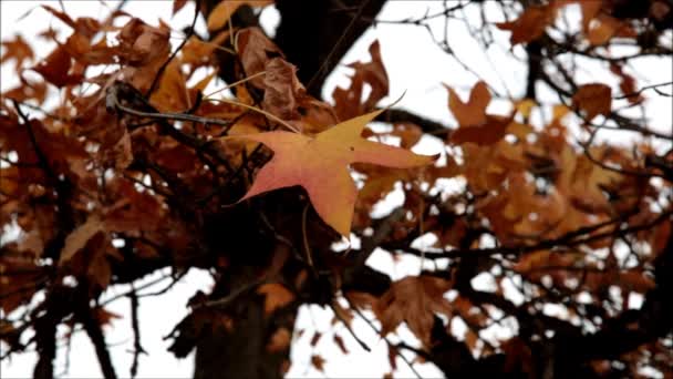 Follaje de otoño — Vídeo de stock