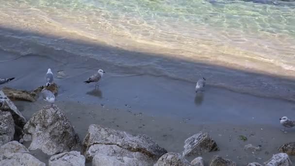 Gulls on the beach — Stock Video
