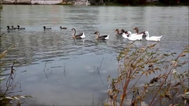 Ducks and geese — Stock Video