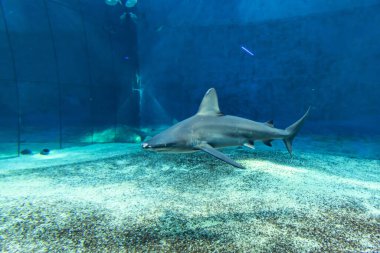 Cenova akvaryumundaki köpekbalığı tankı.