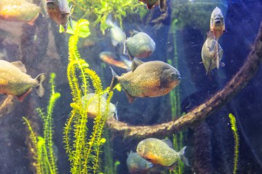 Piranalar. Cenova akvaryumunun güzel manzarası. Çok çeşitli su hayvanları..