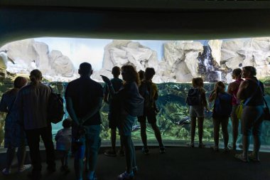 GENOVA, İtalya, 19 Temmuz 2019: İtalya 'nın en büyük akvaryumu ve Avrupa' nın en büyük akvaryumu olan Ceneviz Akvaryumu 'nu ziyaret etmek. Penguenlerin kutup yaşam alanı Cenova akvaryumunda yeniden oluşturuldu.