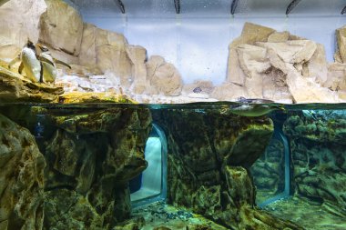 Penguenlerin kutup yaşam alanı Cenova akvaryumunda yeniden oluşturuldu.