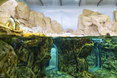 Penguenlerin kutup yaşam alanı Cenova akvaryumunda yeniden oluşturuldu.