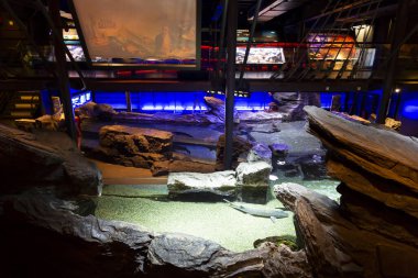 Cenova akvaryumunun güzel manzarası. Çok çeşitli su hayvanları..