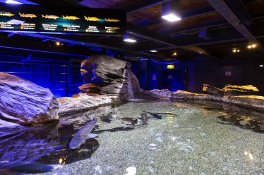 Cenova akvaryumunun güzel manzarası. Çok çeşitli su hayvanları..