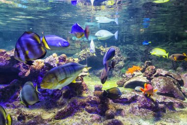 Cenova akvaryumunun güzel manzarası. Çok çeşitli su hayvanları..