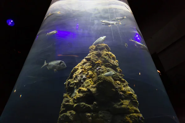 ジェノヴァ水族館の美しい景色 多種多様な水生動物 — ストック写真