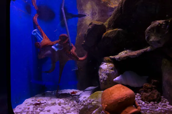 Chobotnice Krásný Výhled Akvárium Janov Velká Rozmanitost Vodních Živočichů — Stock fotografie